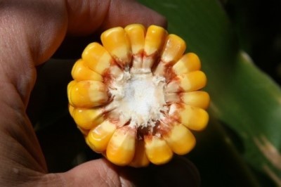 Corn cob kernel milk line