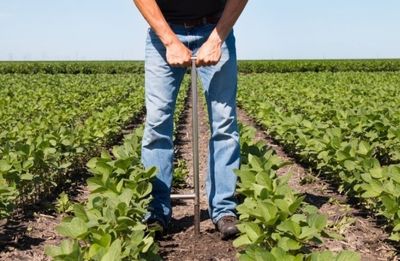 Individual standing in a field of soybeans with a soil probe in hand.